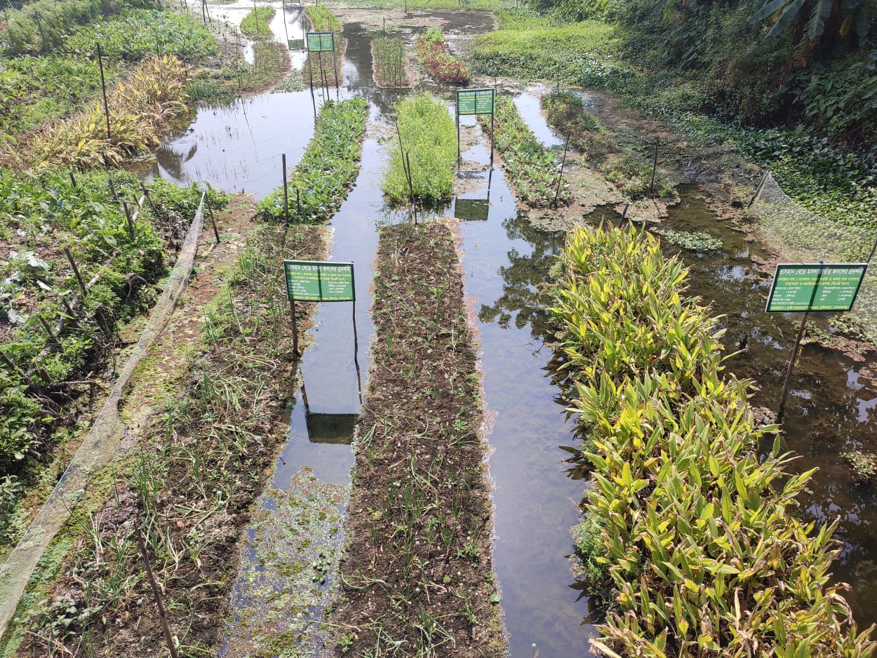 ভাসমান বেডে সবজি ও মসলা চাষ