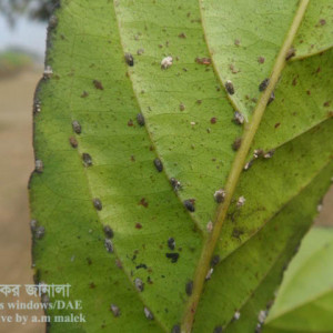 জলপাইয়ের খোসা পোকা