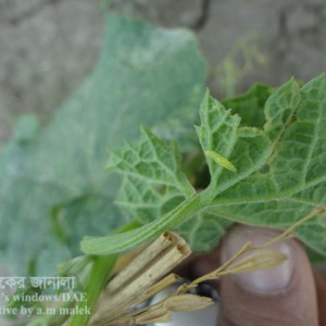 ঝিঙ্গার পাতা ছিদ্রকারী পোকা