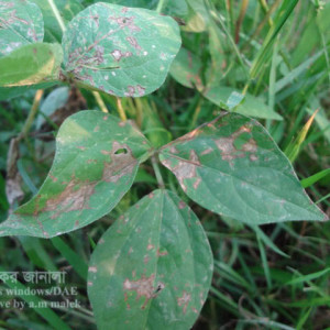 মাসকলাইয়ের পাতার দাগরোগ