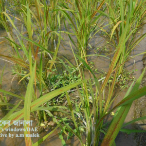 ধানে আয়রনের আধিক্য