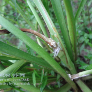 রজনীগন্ধার কান্ড পঁচা রোগ