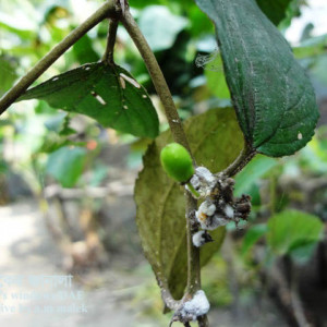 কুলের মিলিবাগ বা ছাতরা পোকা