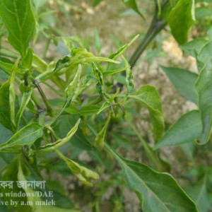 মরিচের থ্রিপস পোকা