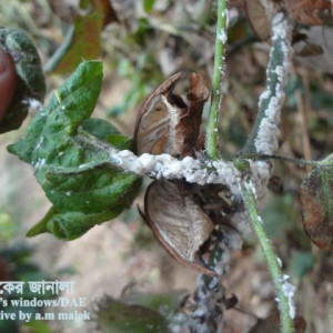 তুলার মিলিবাগ বা ছাতরা পোকা