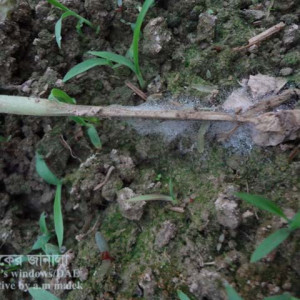 টমেটোর চারা ধ্বসা রোগ