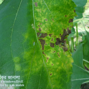 সূর্যমূখীর পাতার দাগ রোগ