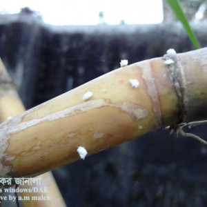 আখের ছাতরা পোকা