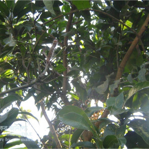 আমের শুয়া পোকা